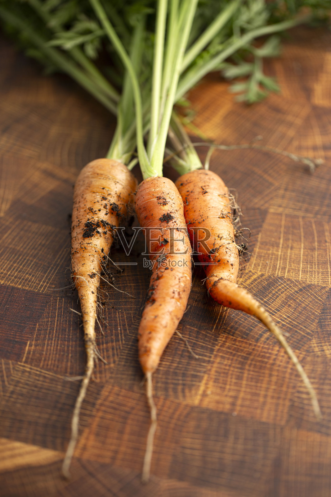 刚收获的有机胡萝卜根部还粘着泥土照片摄影图片