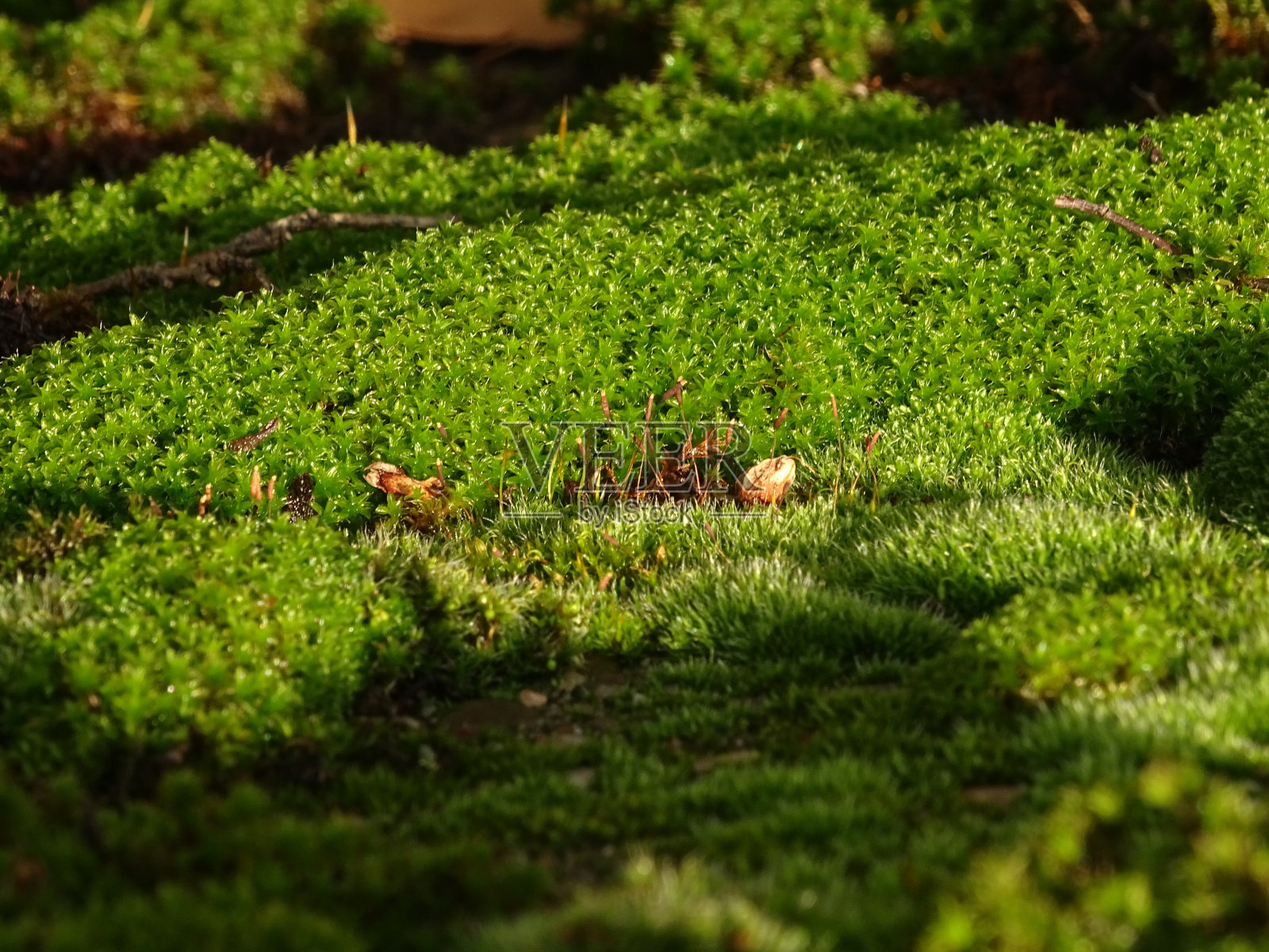长满青苔的地面照片摄影图片