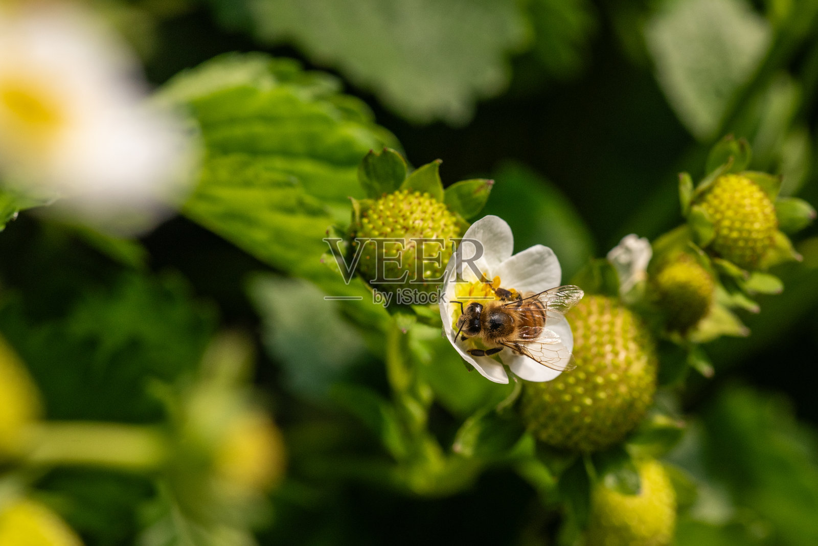 蜜蜂在花上照片摄影图片