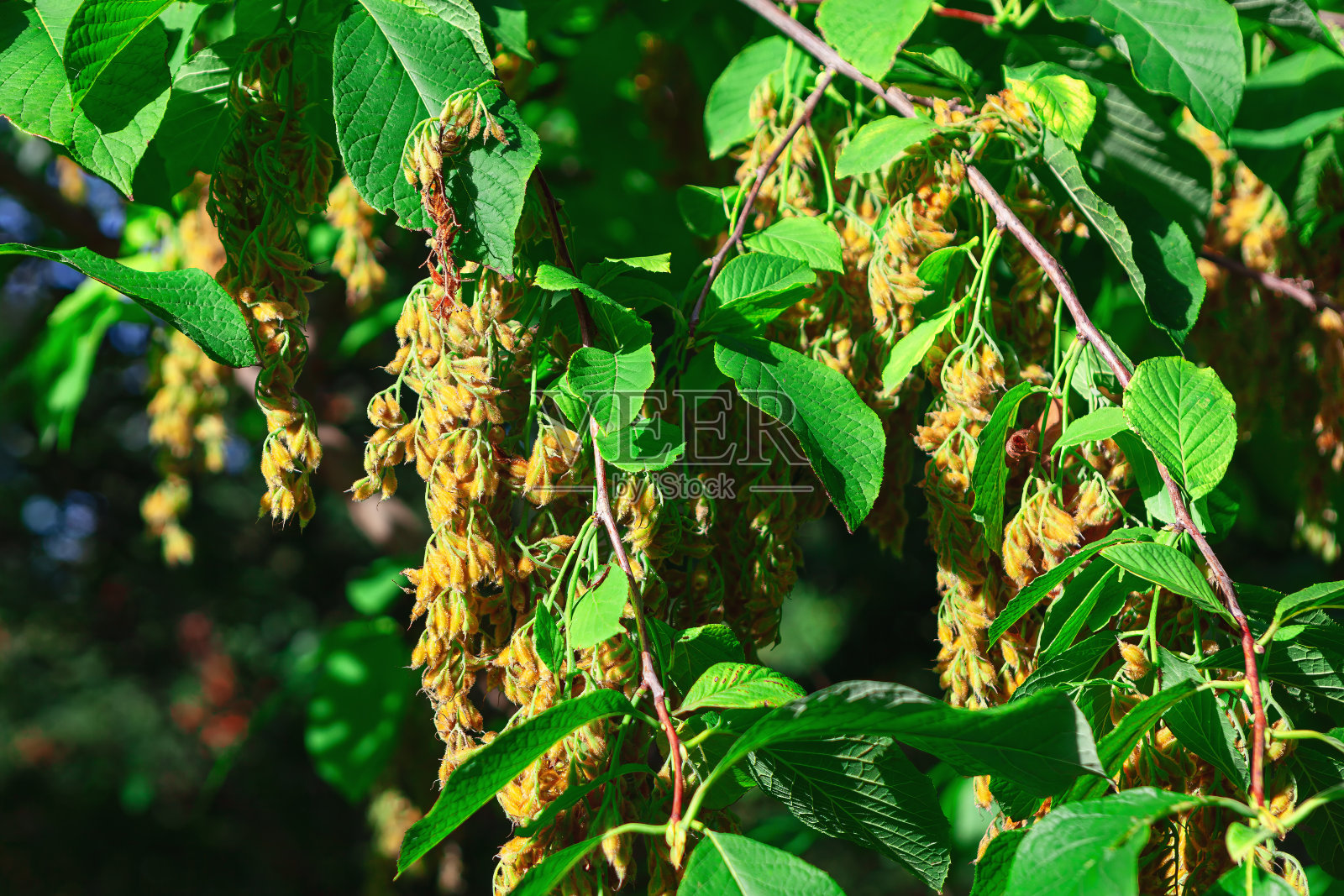 郁郁葱葱的树，充满活力的叶子和盛开的花朵照片摄影图片