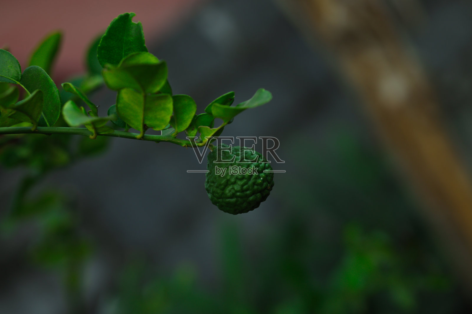 柑橘是一种原产于热带亚洲的柑橘类水果照片摄影图片