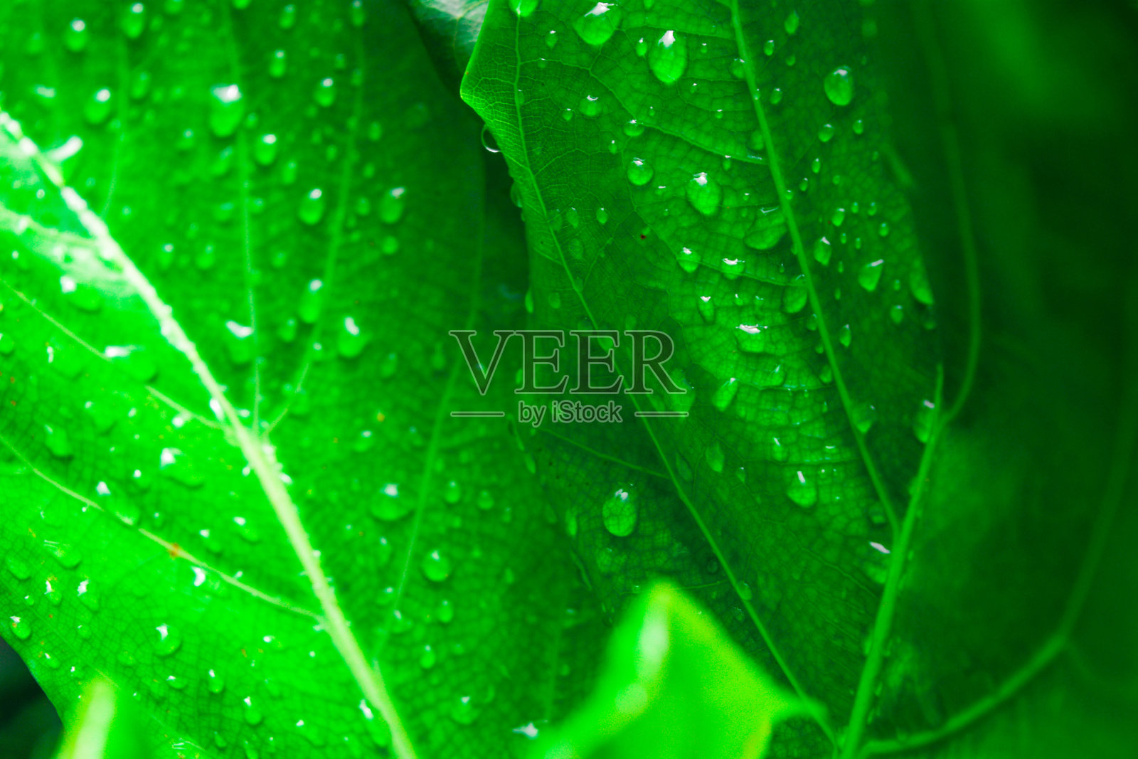 天然植物照片摄影图片