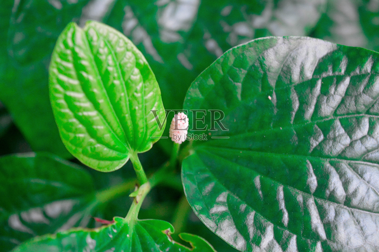 天然植物照片摄影图片