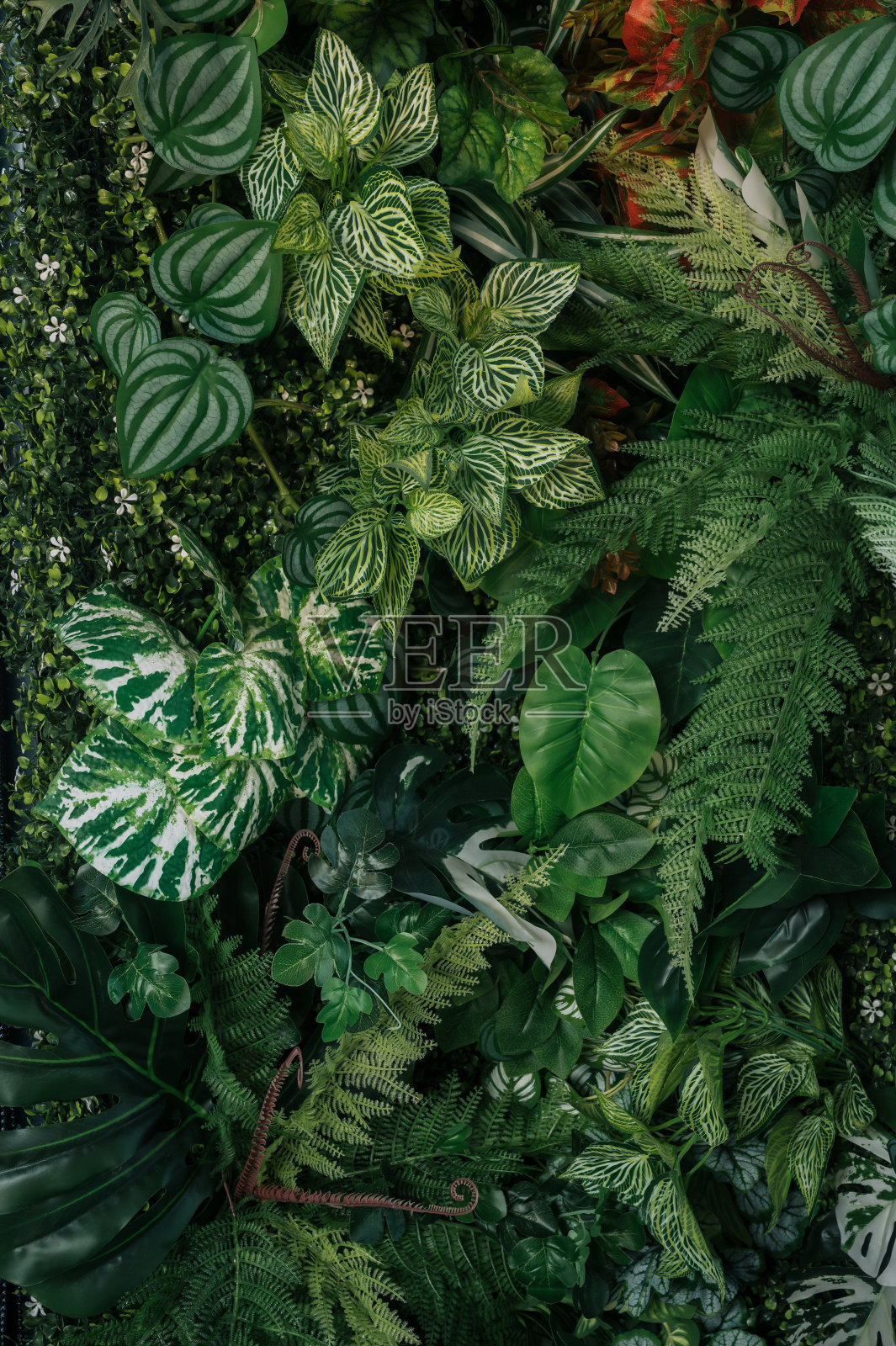 抽象的绿叶纹理，热带叶叶自然深绿色背景照片摄影图片