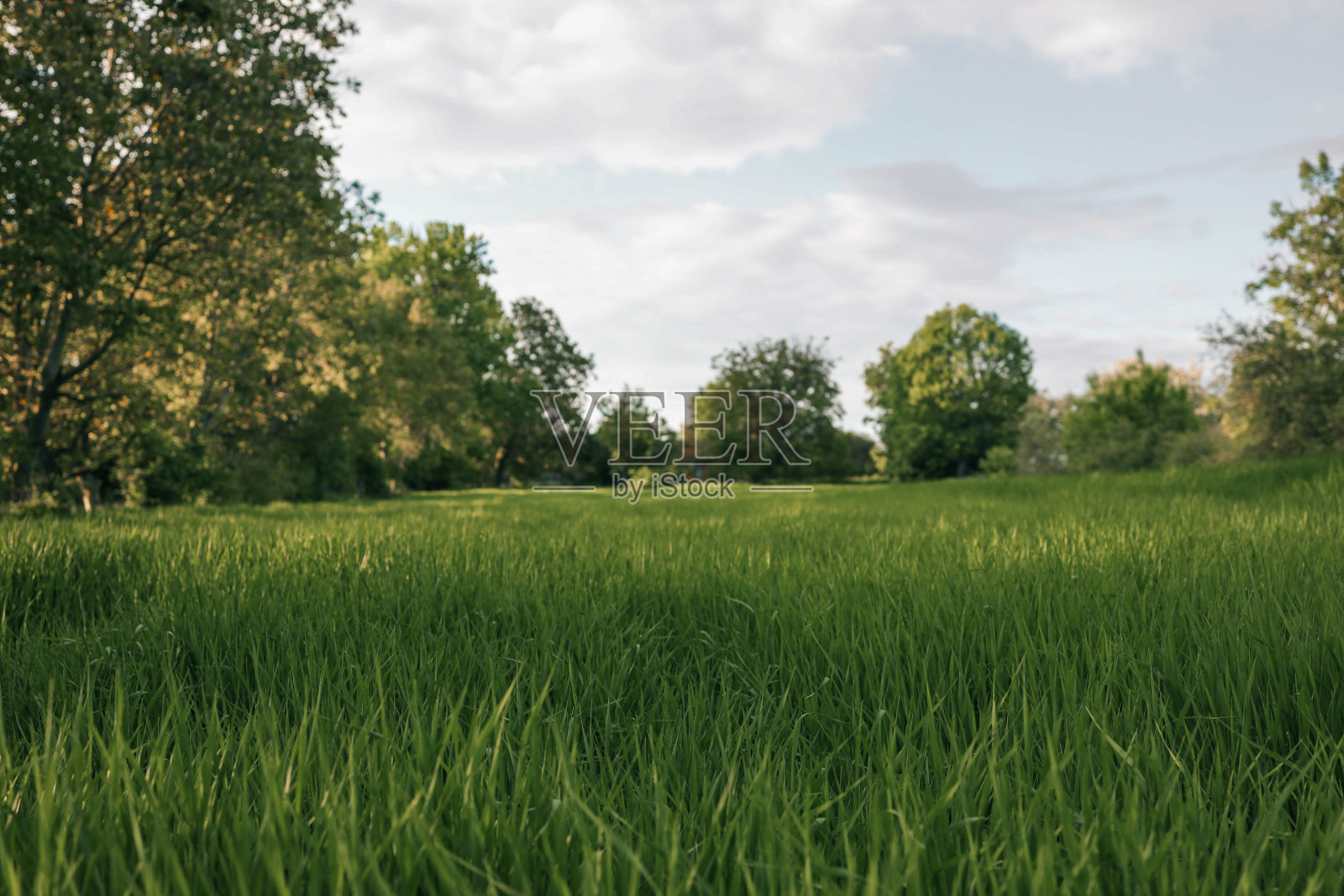 绿色的草地，蓝天白云的背景照片摄影图片