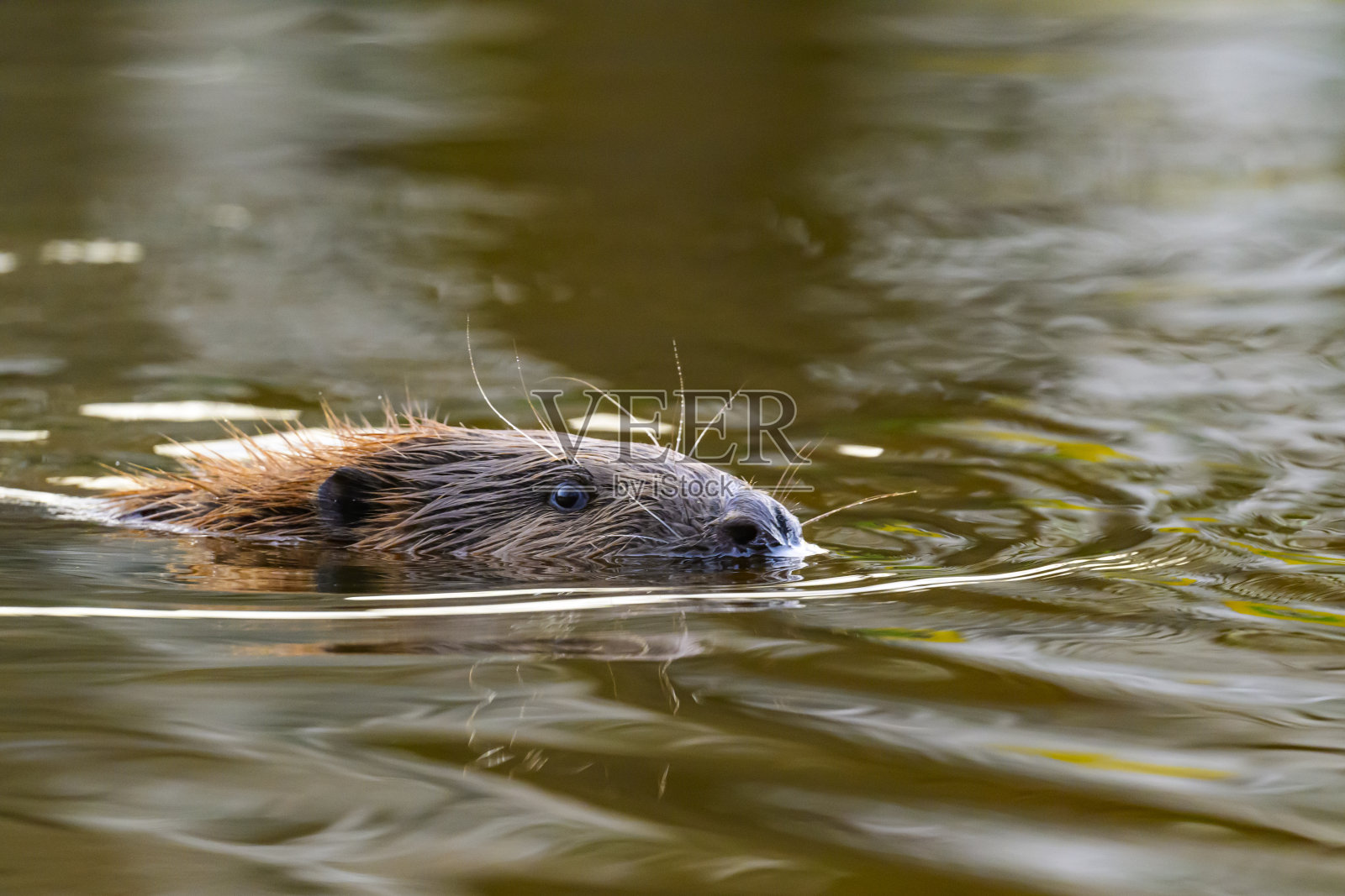 冬季早晨在野外游泳的海狸照片摄影图片