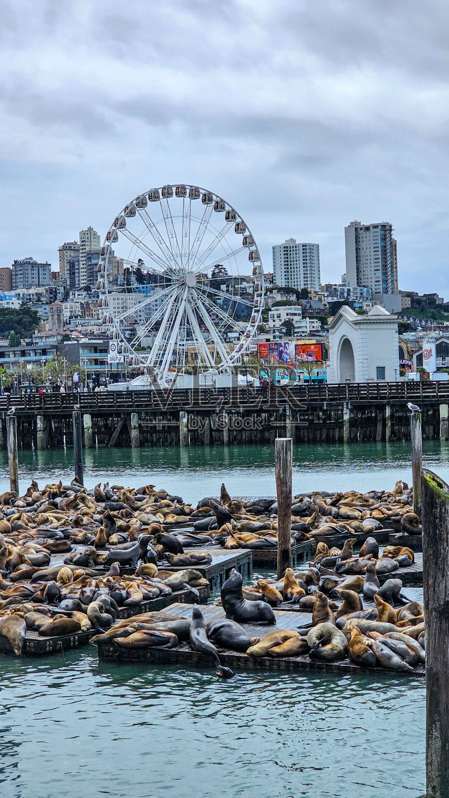 39号码头海狮-休息照片摄影图片