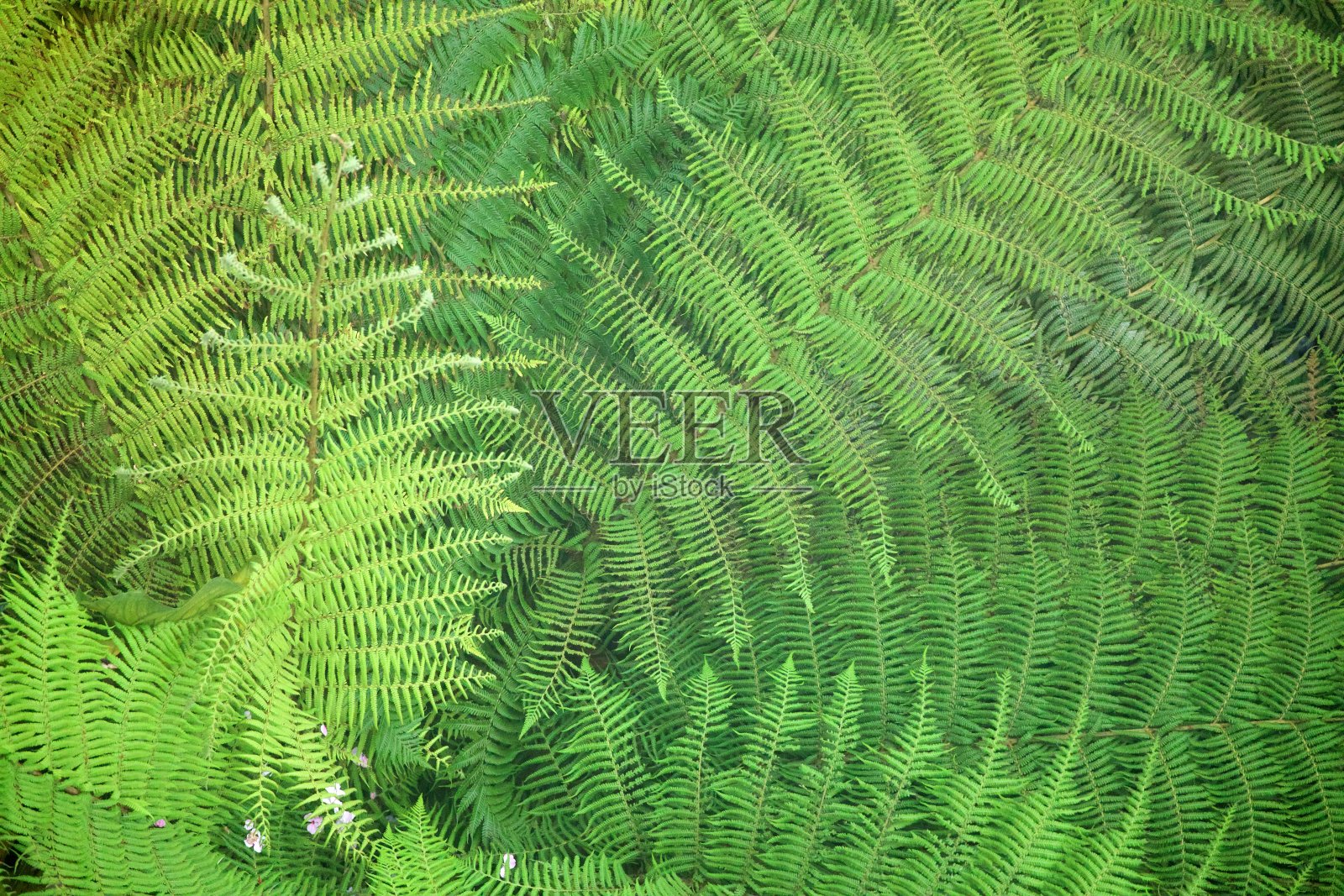 蕨类树枝的近照照片摄影图片