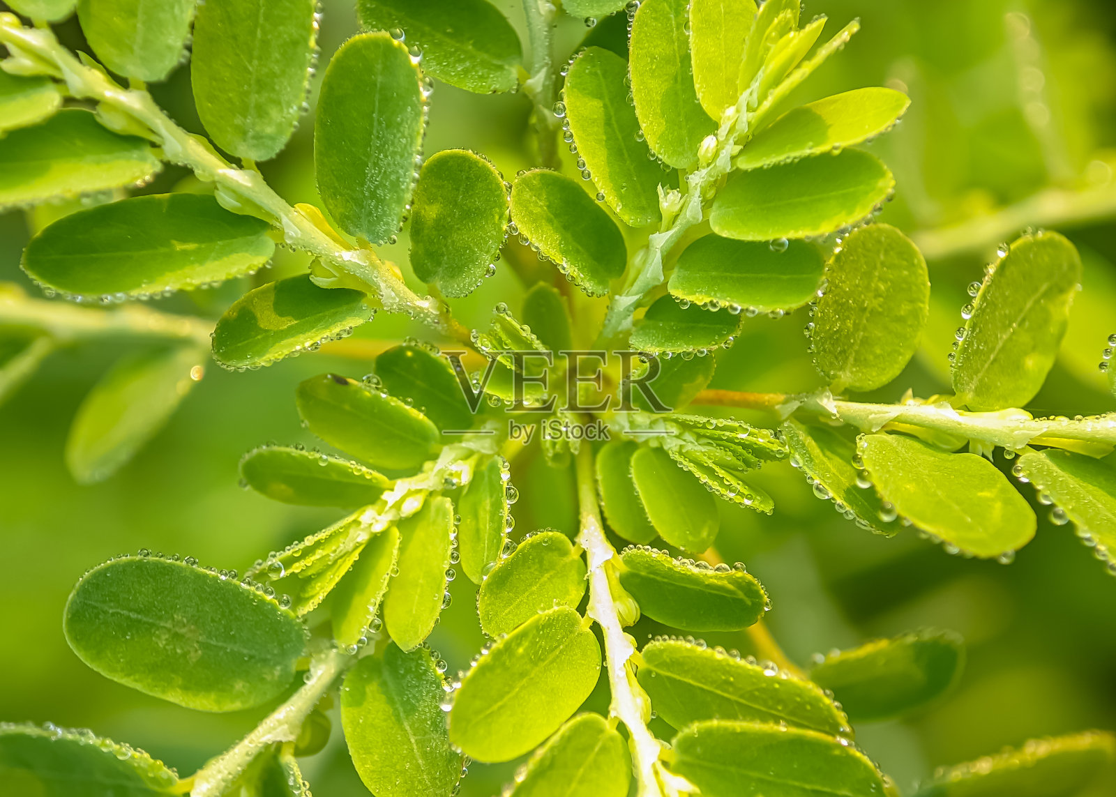 叶子上的露珠照片摄影图片