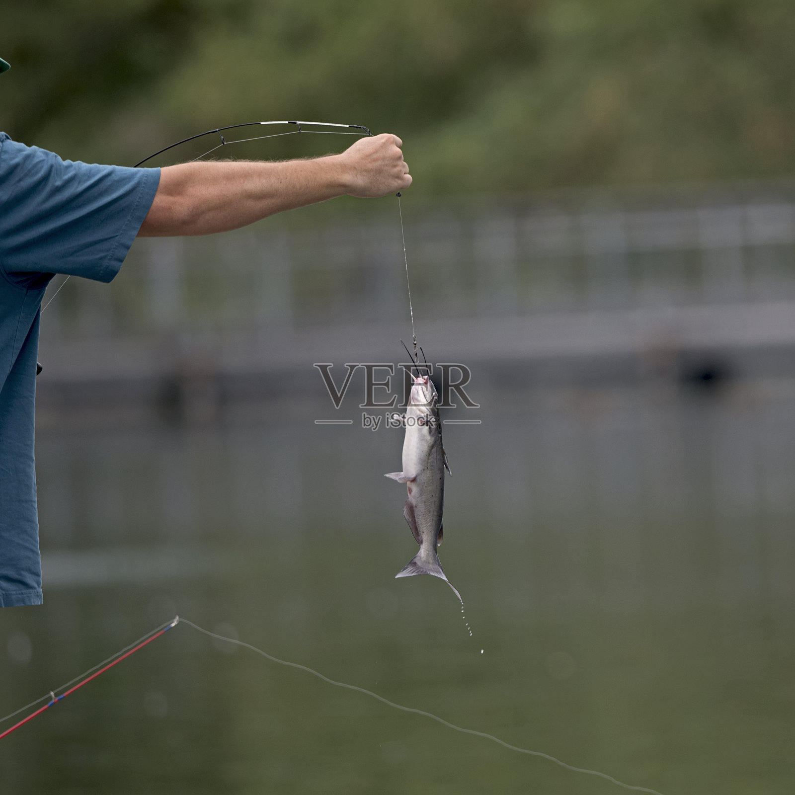 垂钓者正在钓一条猫鱼照片摄影图片