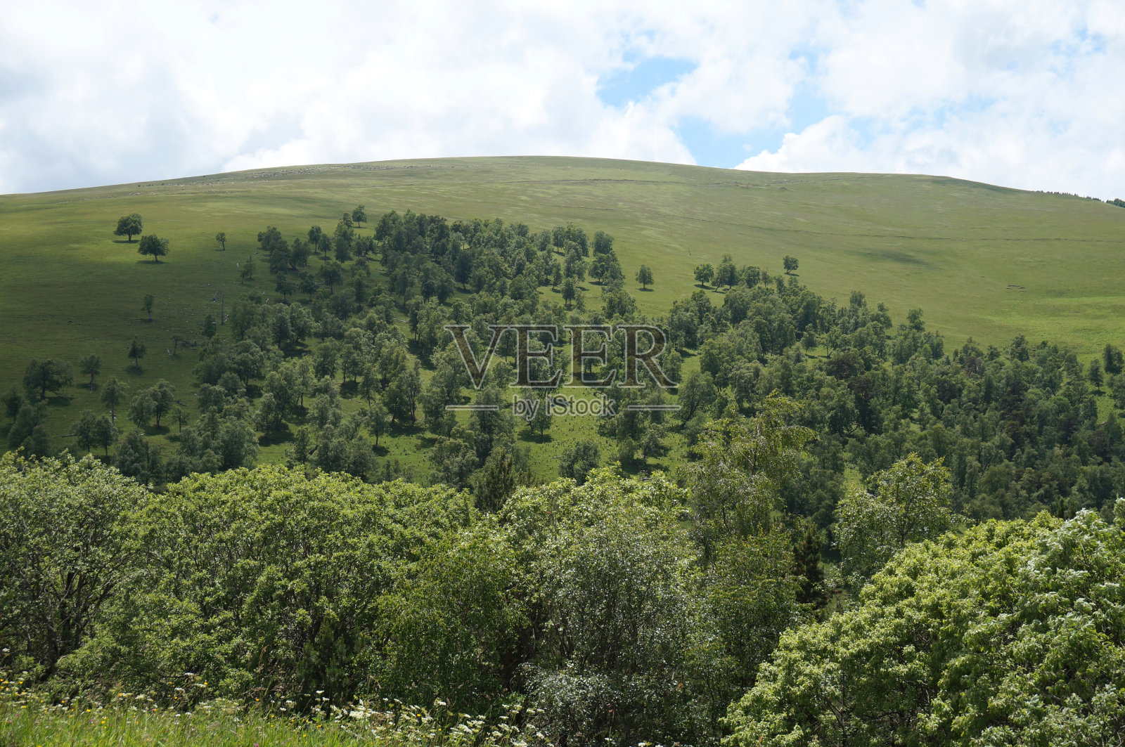 山上绿树成荫的景色。照片摄影图片