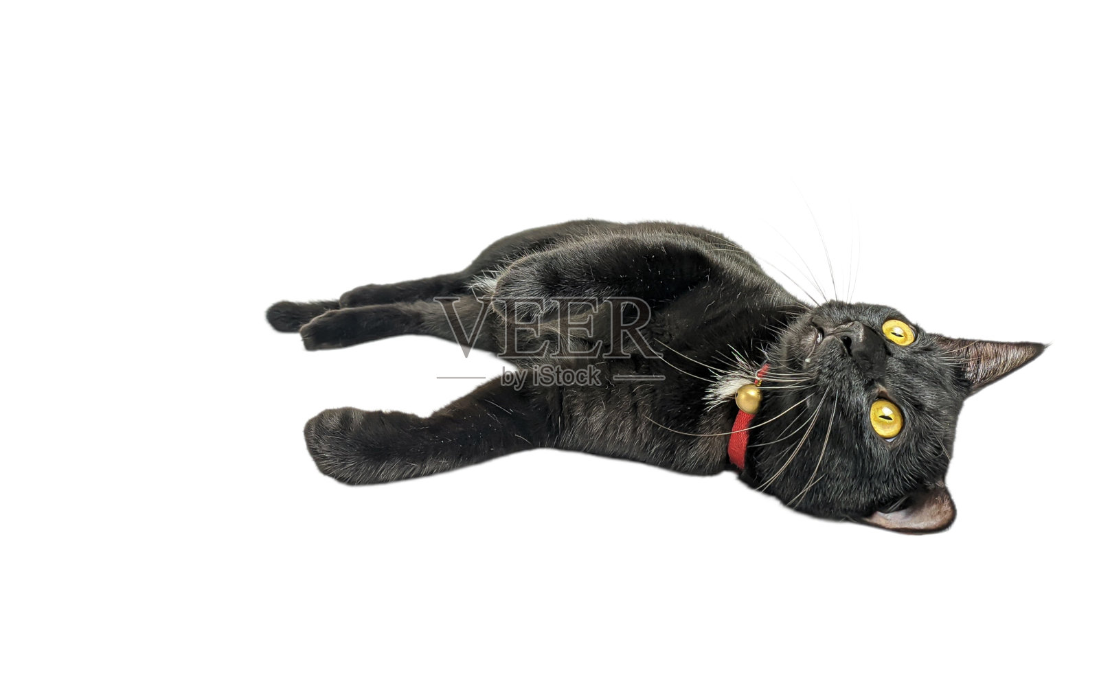 一只被隔离在白色背景上的成年黑猫照片摄影图片