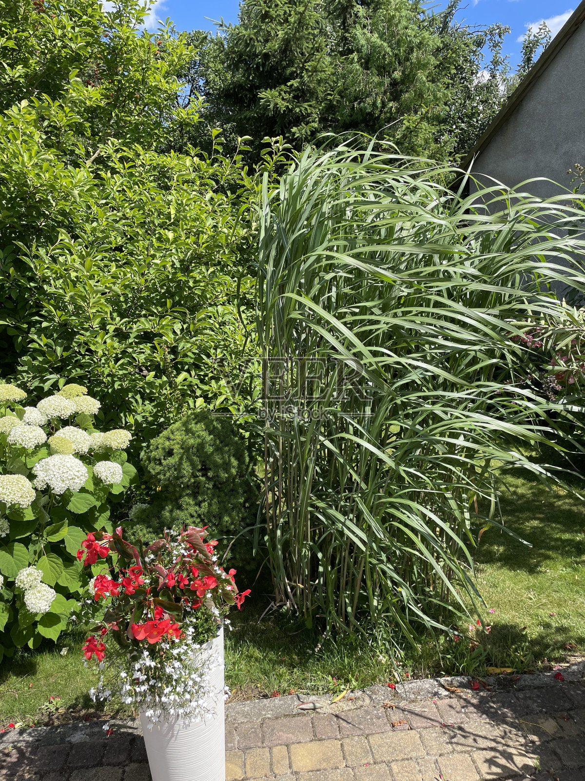 大芦苇草照片摄影图片