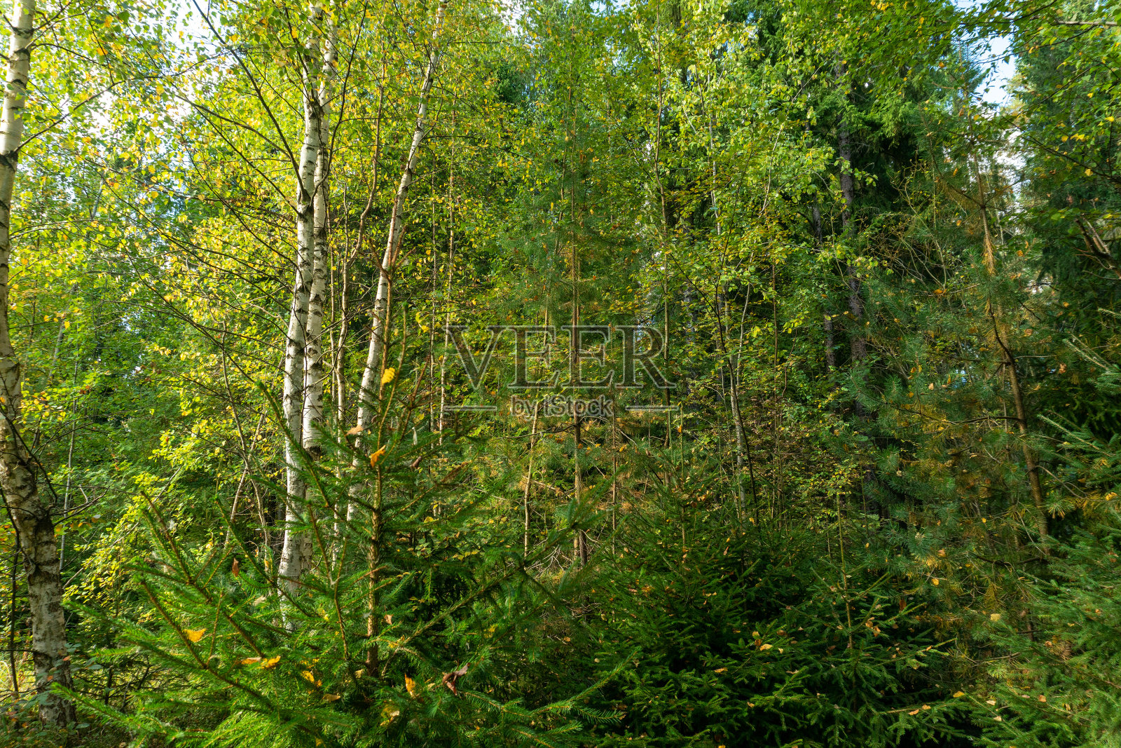 晴朗的晴天里的落叶林照片摄影图片