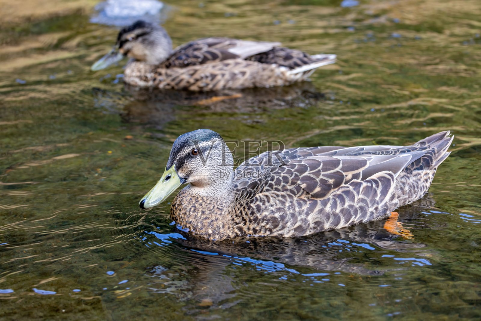 一只成年雄性绿头鸭(Anas platyrhynchos)穿着非繁殖期的羽毛(月食)，刚刚蜕皮，在新西兰达尼丁的利斯水域游泳照片摄影图片