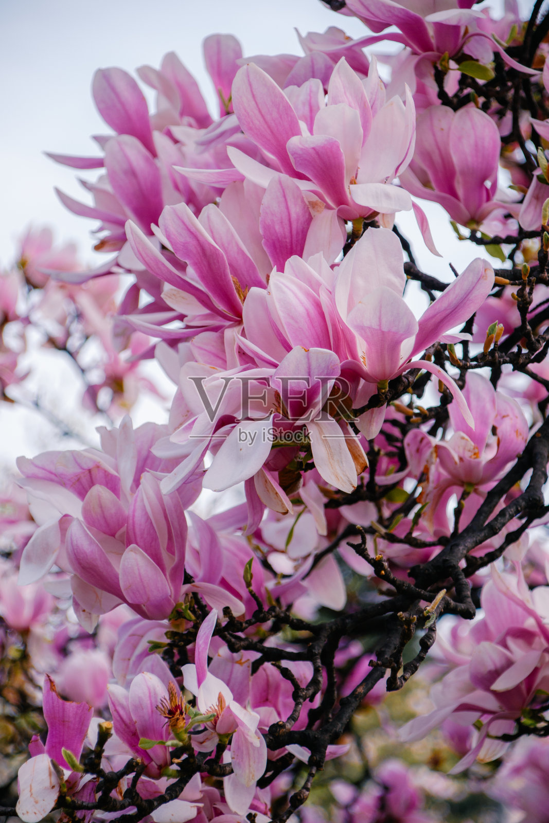 春天的花朵:米兰粉红色的木兰花特写照片摄影图片