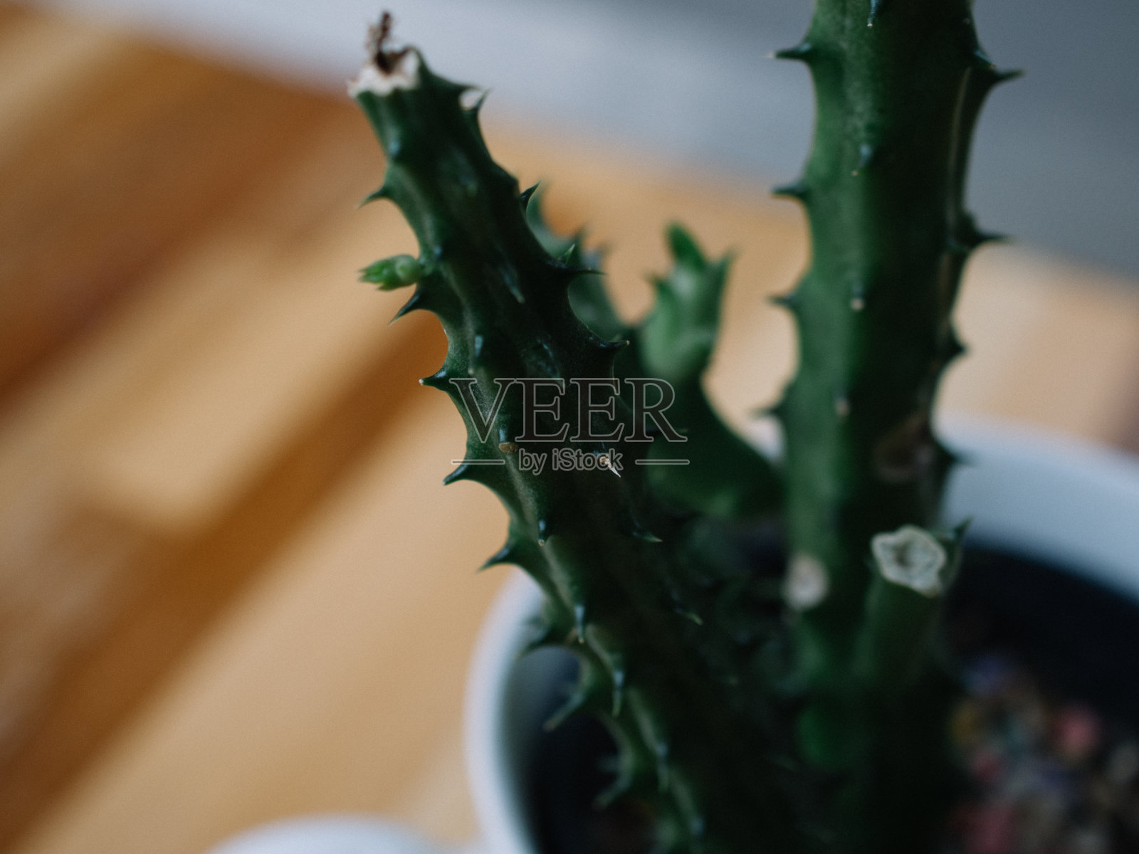 小仙人掌照片摄影图片