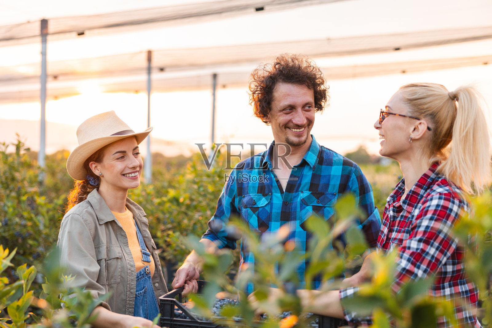三个朋友在日落时分采摘蓝莓照片摄影图片