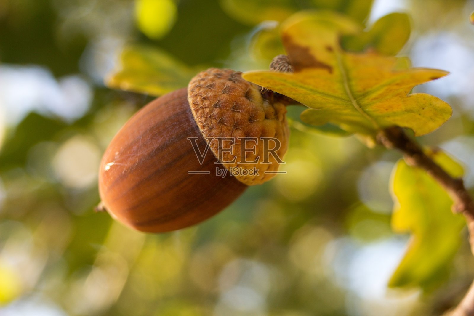 绿橡木背景与橡树橡子。照片摄影图片