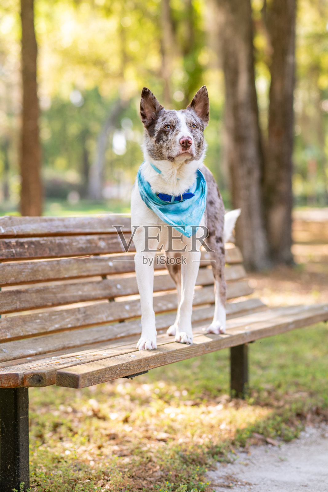 牧牛犬和边境牧羊犬杂交照片摄影图片