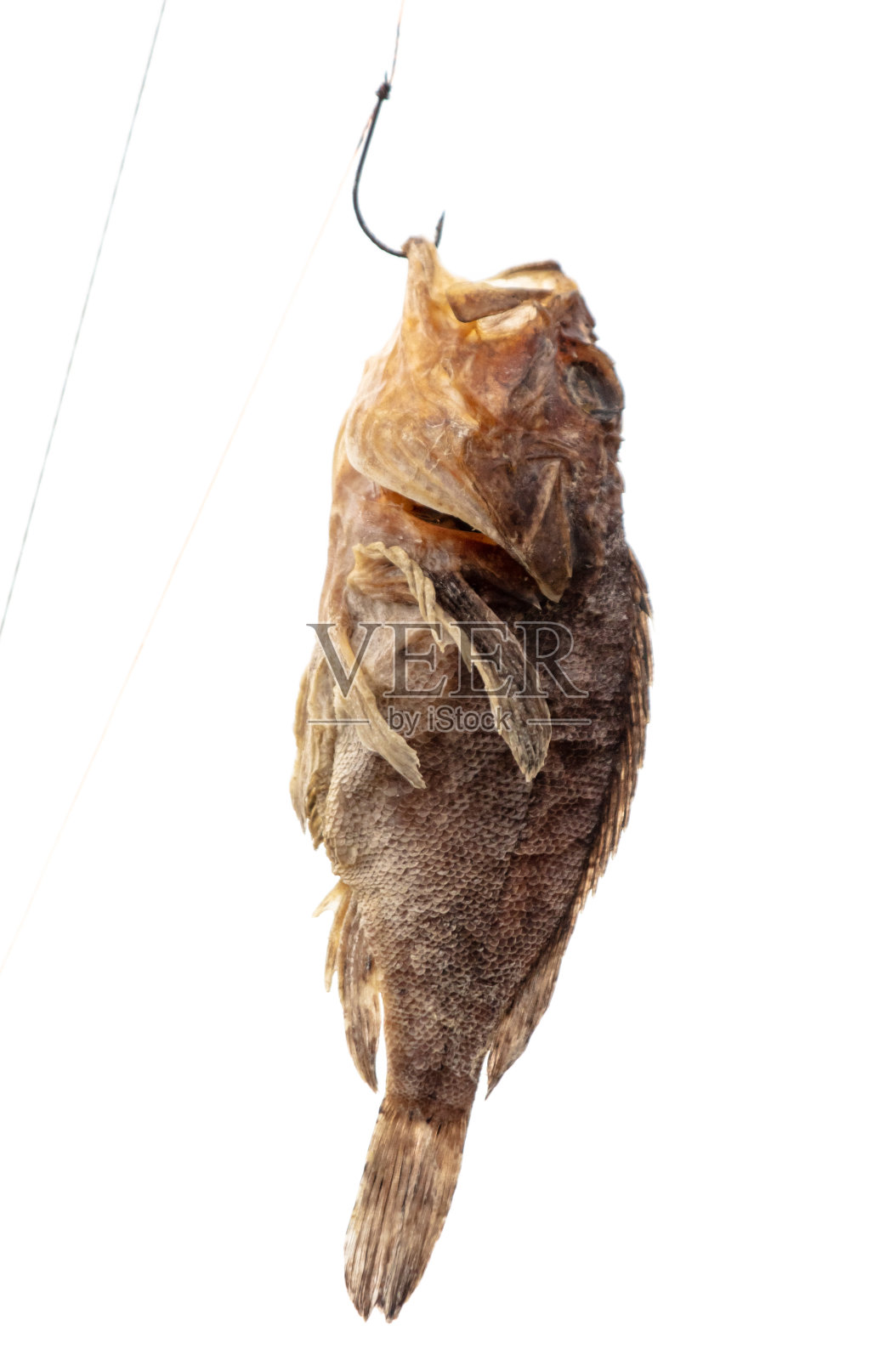 鱼竿钩上的干鱼被隔离在白色背景上照片摄影图片