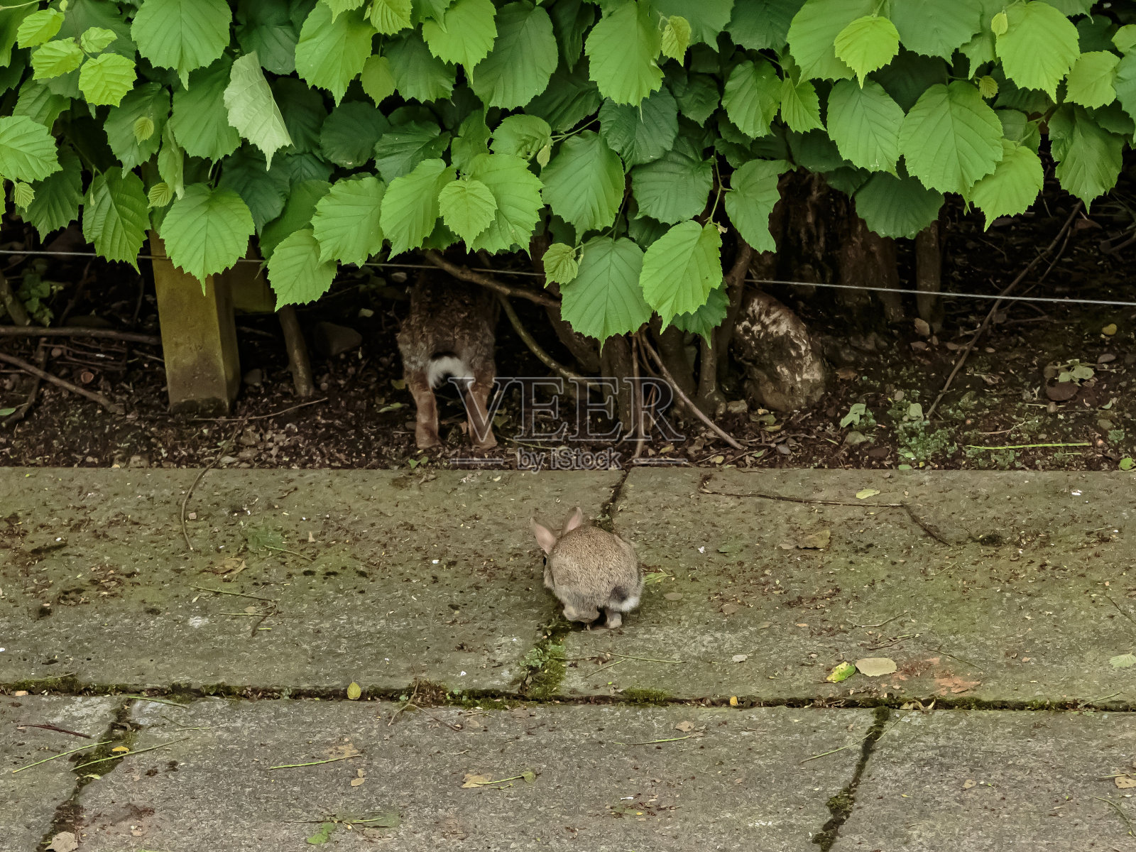 兔妈妈和Kit在树篱下飞奔。照片摄影图片