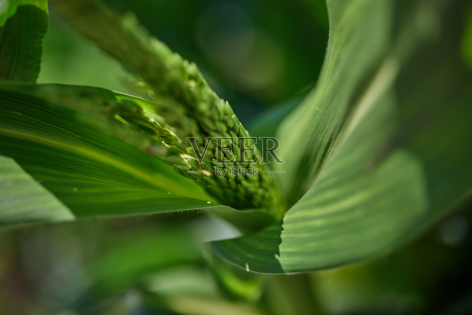 玉米开花特写，玉米作物成熟时间，对人体的益处和危害照片摄影图片