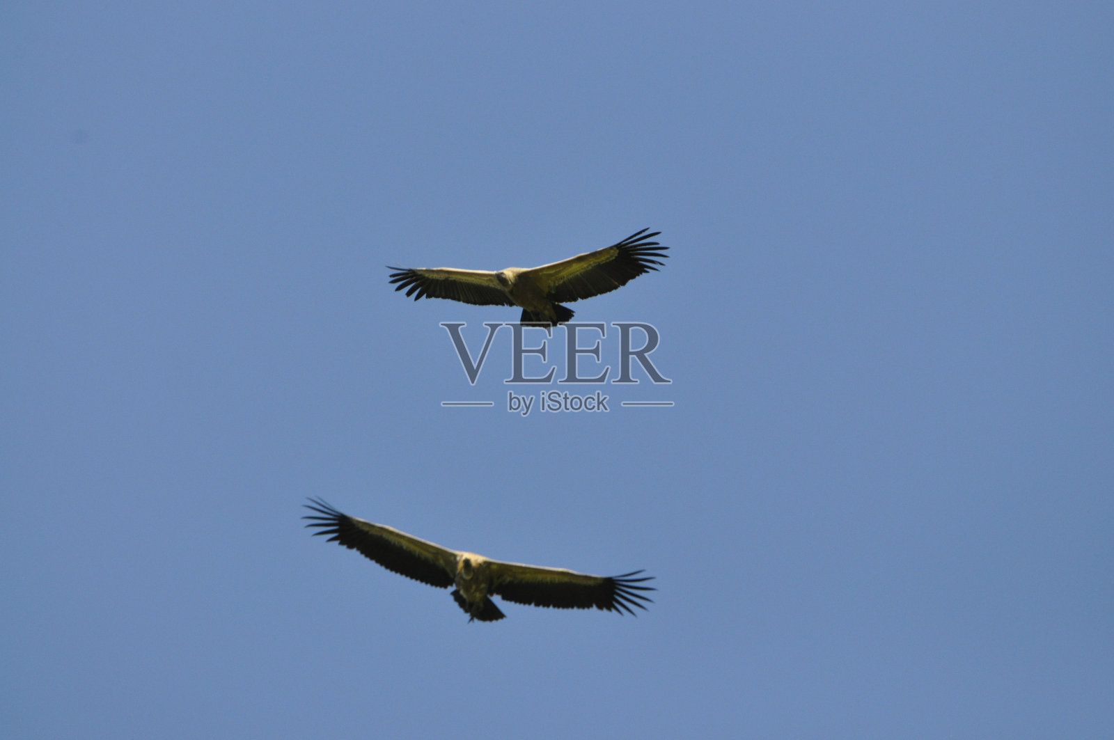 兀鹫秃鹰照片摄影图片