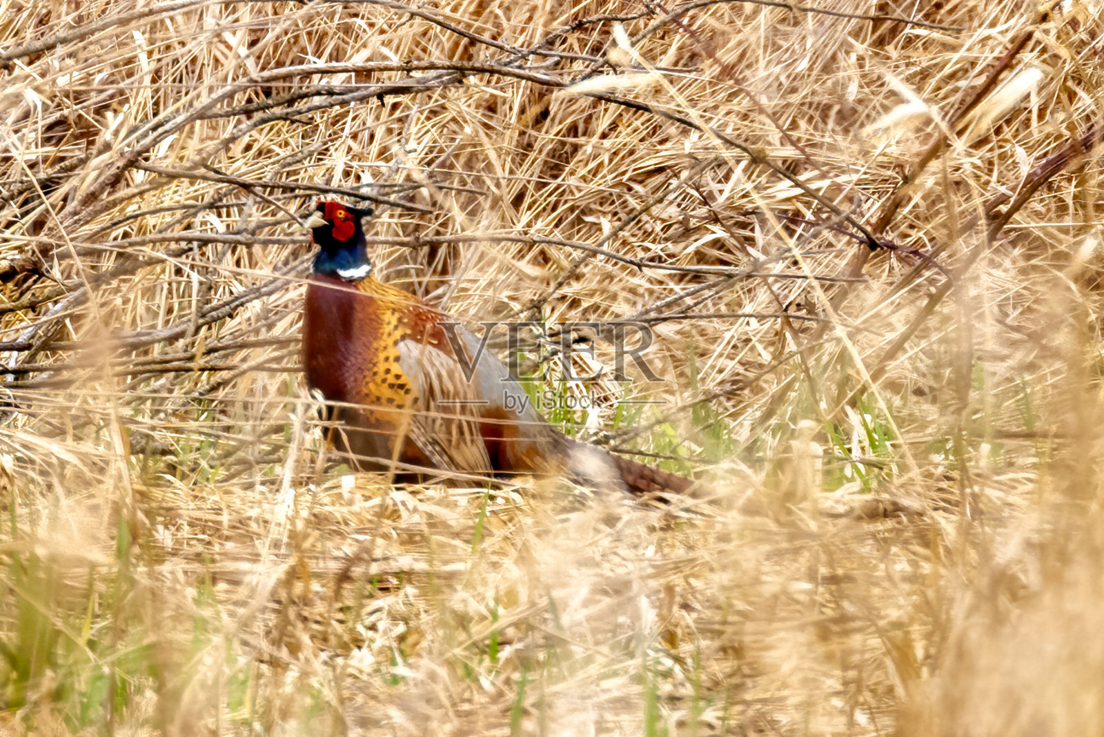 加拿大不列颠哥伦比亚省高贵林草地上的野鸡照片摄影图片