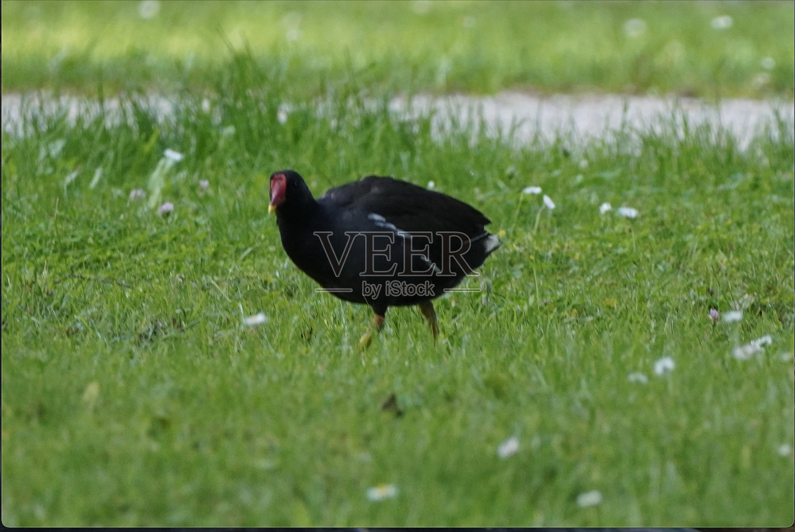 郁郁葱葱的草地上优雅的母鸡照片摄影图片