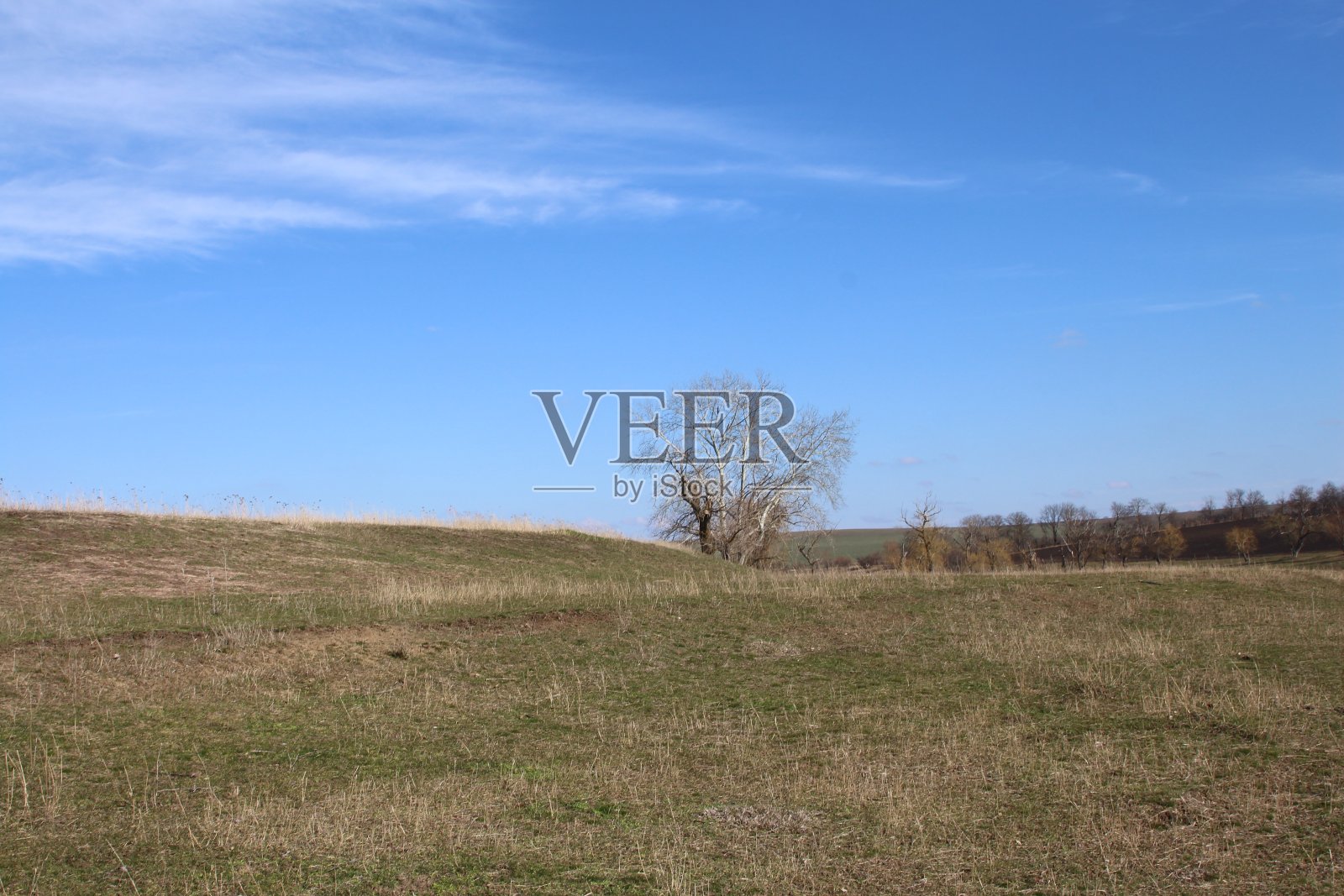 田野里的一棵树照片摄影图片