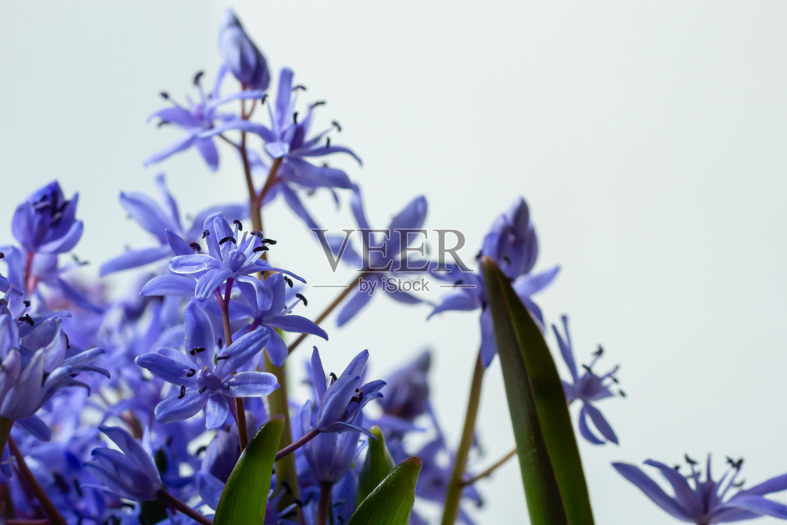 花的设计-花的边界制成的双峰树，双叶松鼠或高山松鼠孤立在白色的背景与文字的空间。春天装饰照片摄影图片