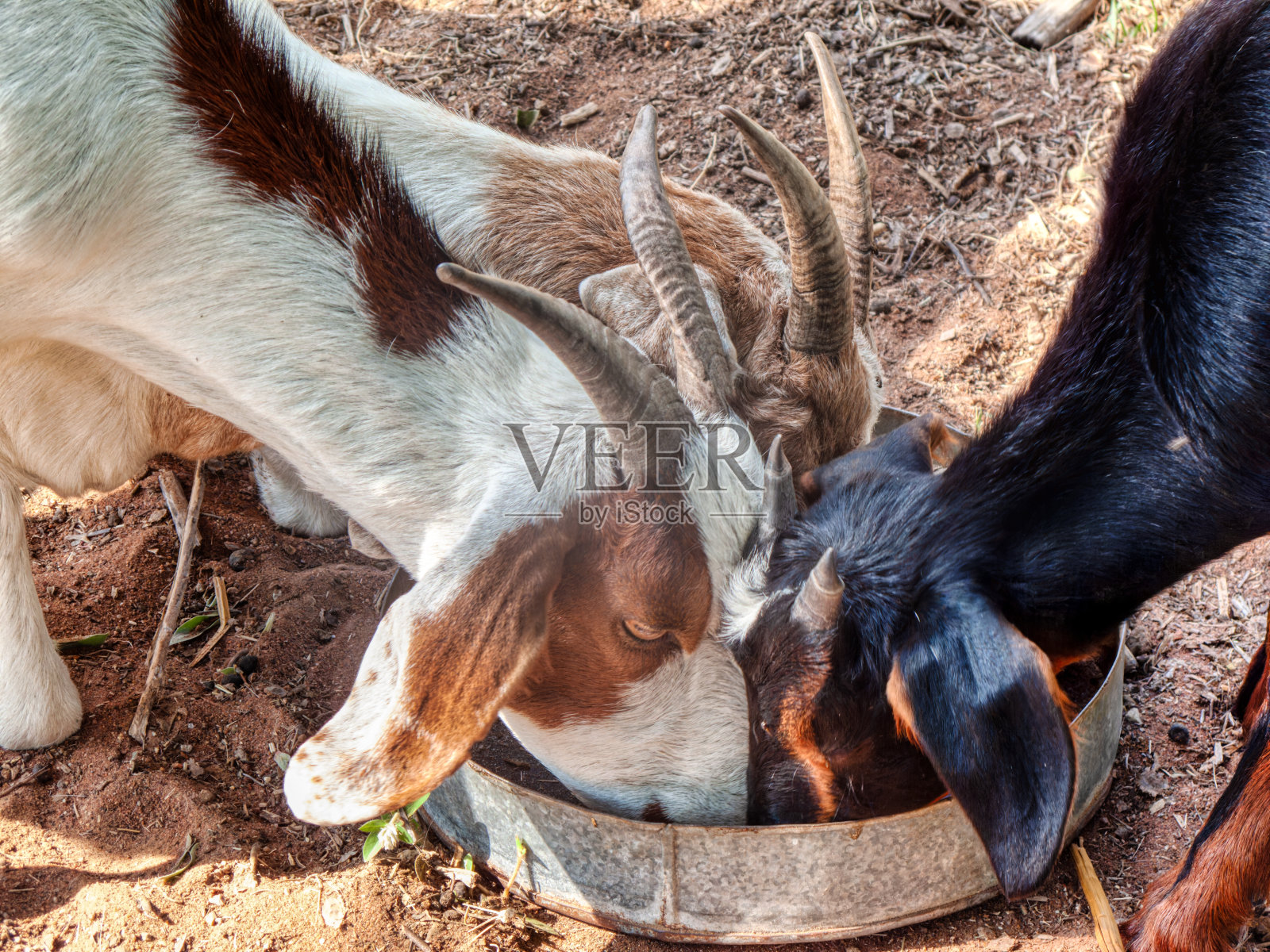 非洲的小生意，农业小牲畜，在博茨瓦纳一个村庄的农场里用碗吃东西的山羊照片摄影图片