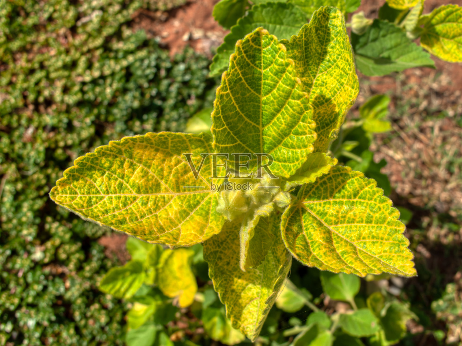 新作物，黄瓜在田间长出新叶照片摄影图片