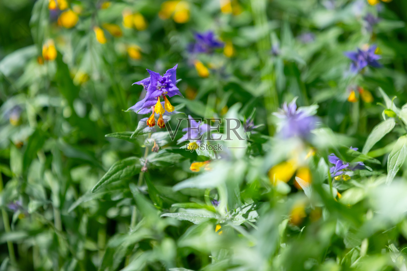 明亮的黄色和蓝色的花，被称为夜和日照片摄影图片