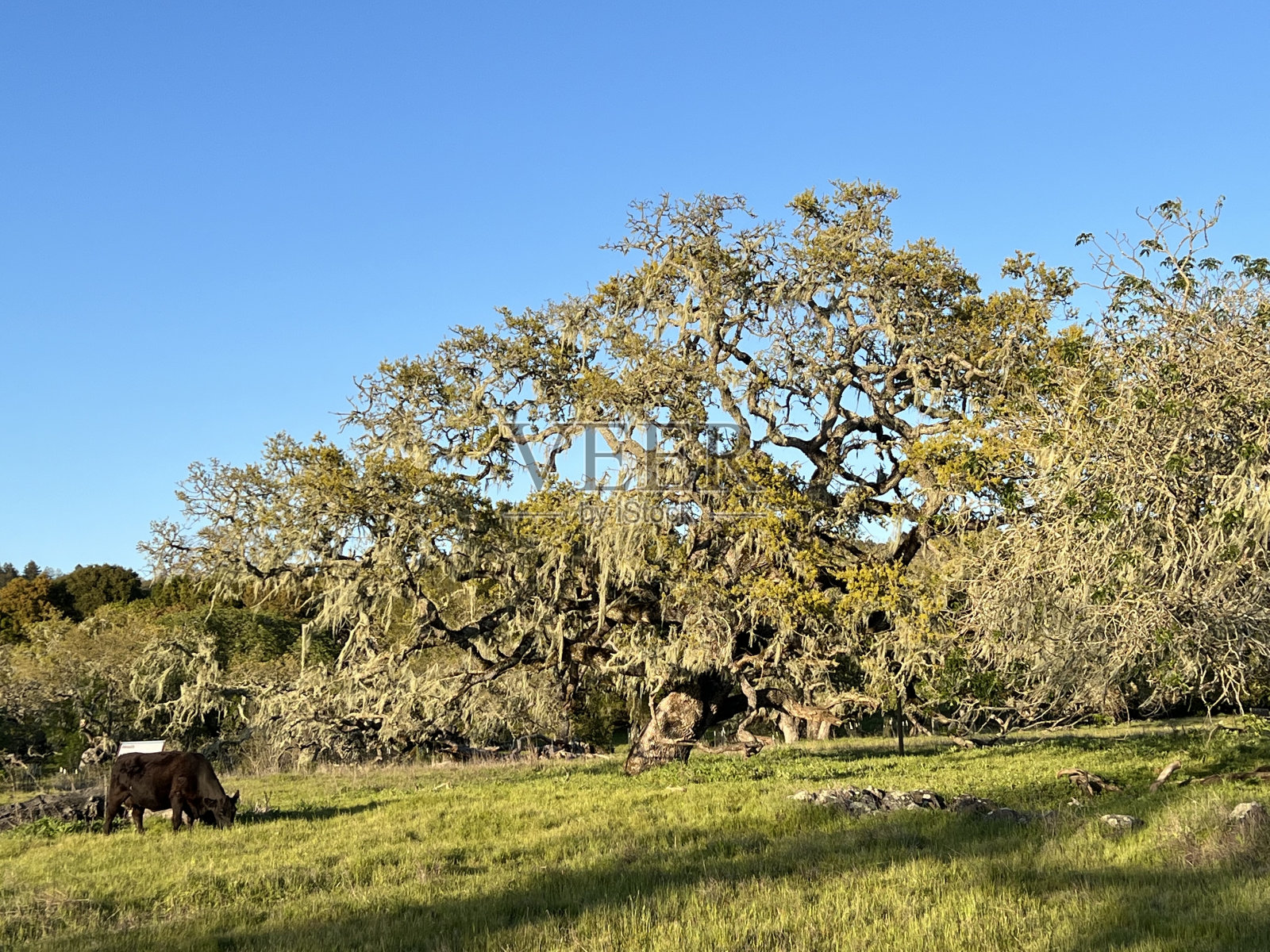 鹤溪地区公园，索诺玛县，CA照片摄影图片