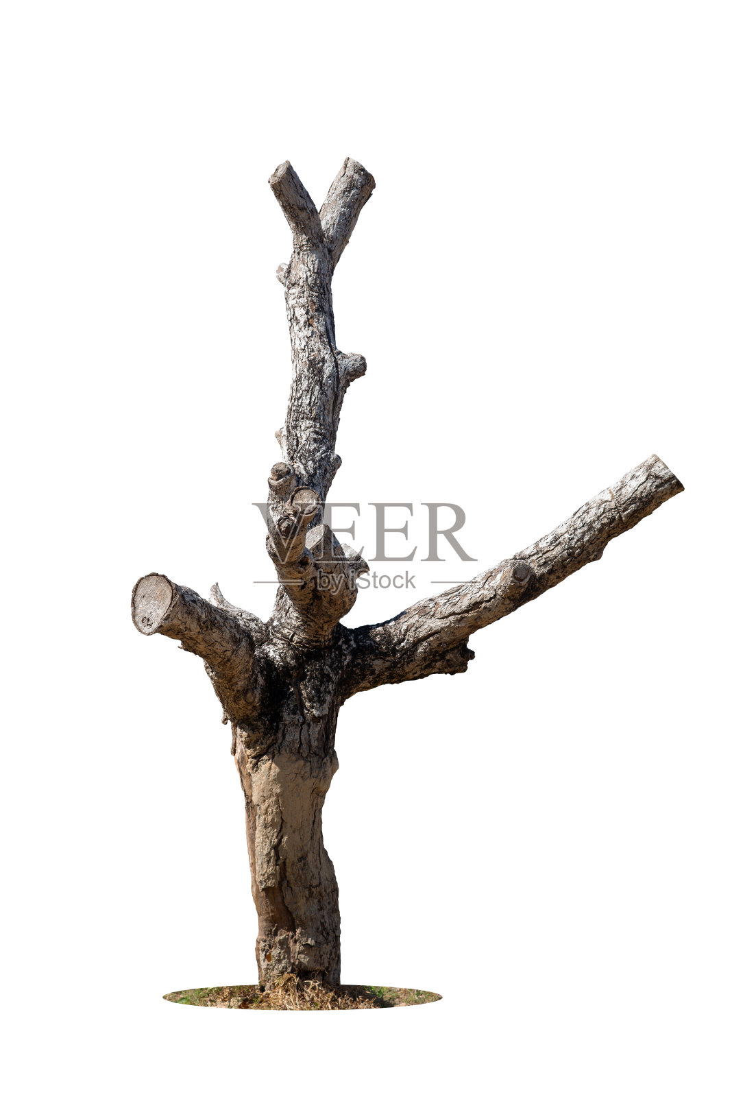 白底孤立的枯树，枯枝，枯枝，部分单株老树和枯树，白底。照片摄影图片