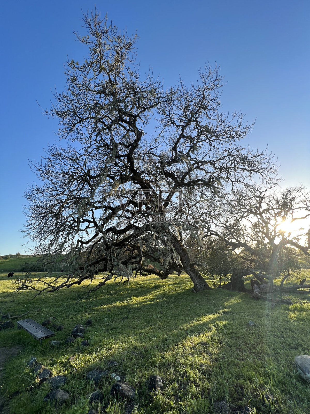 鹤溪地区公园，索诺玛县，CA照片摄影图片