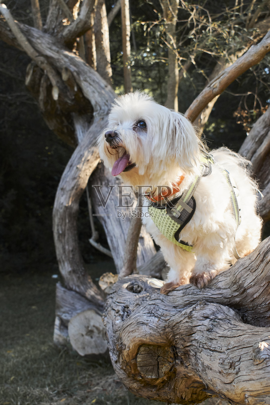 白色毛茸茸的狗站在树枝上。那条狗戴着绿色的挽具。背景由树木和植被组成，让人联想到户外环境。夏天的一天照片摄影图片