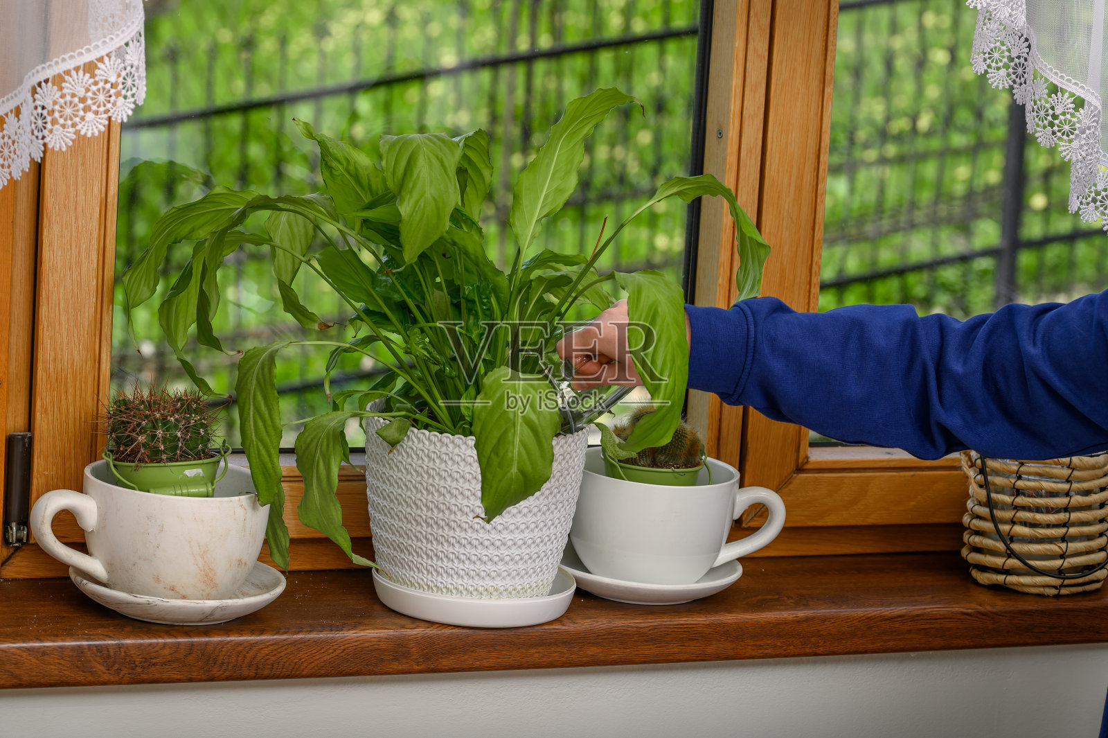 给站在窗台上的花浇水照片摄影图片