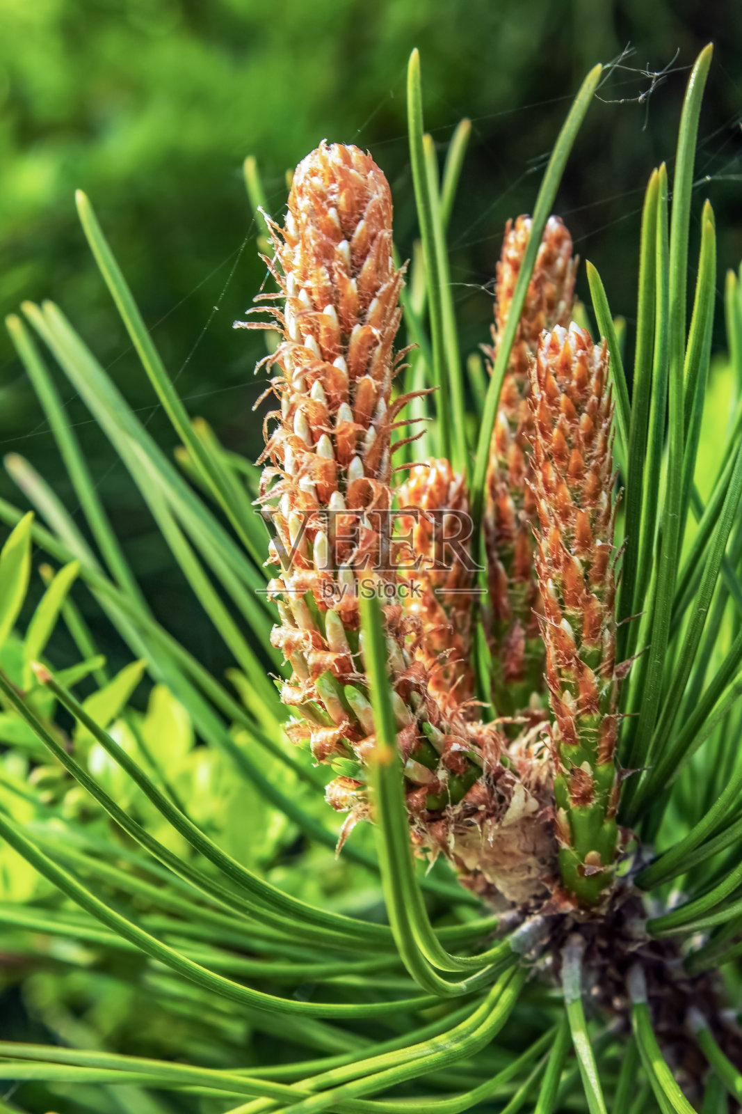 宏观森林-欧洲，罗马尼亚，木薯地区照片摄影图片
