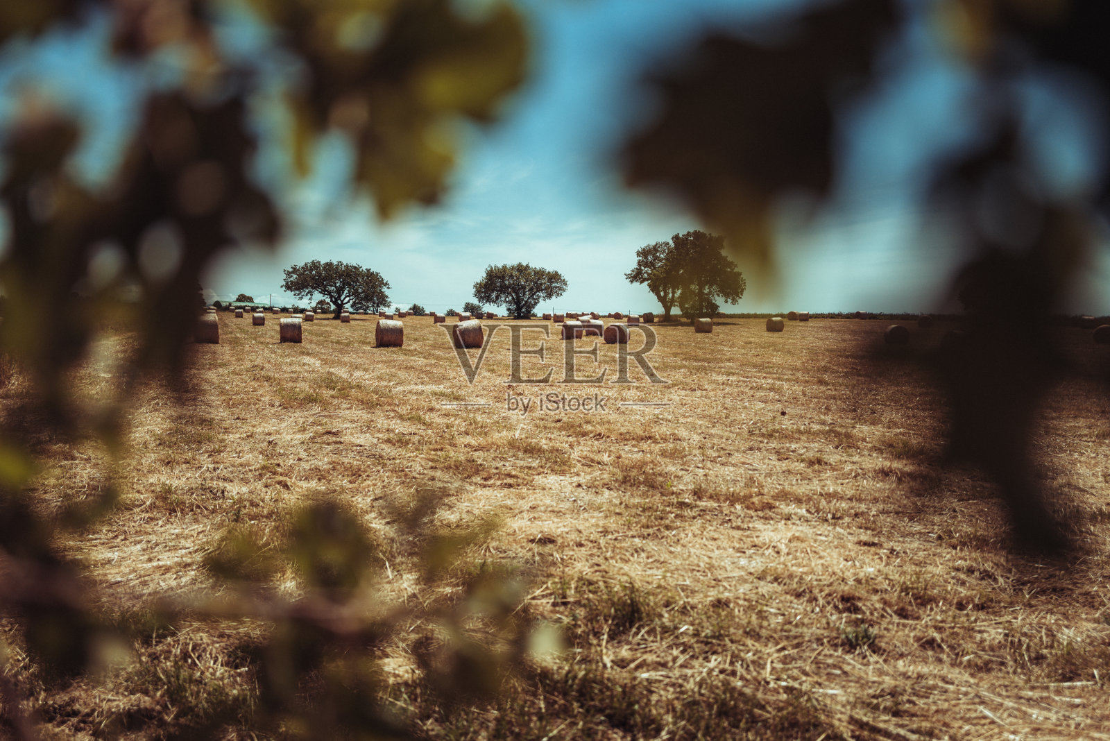 意大利的农业活动:田间的干草捆照片摄影图片