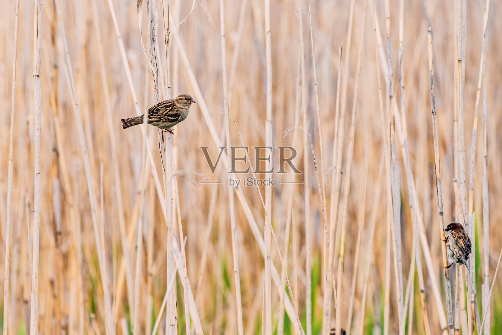 小鸣禽，有着美丽的棕色和白色的羽毛，享受户外的野生环境照片摄影图片