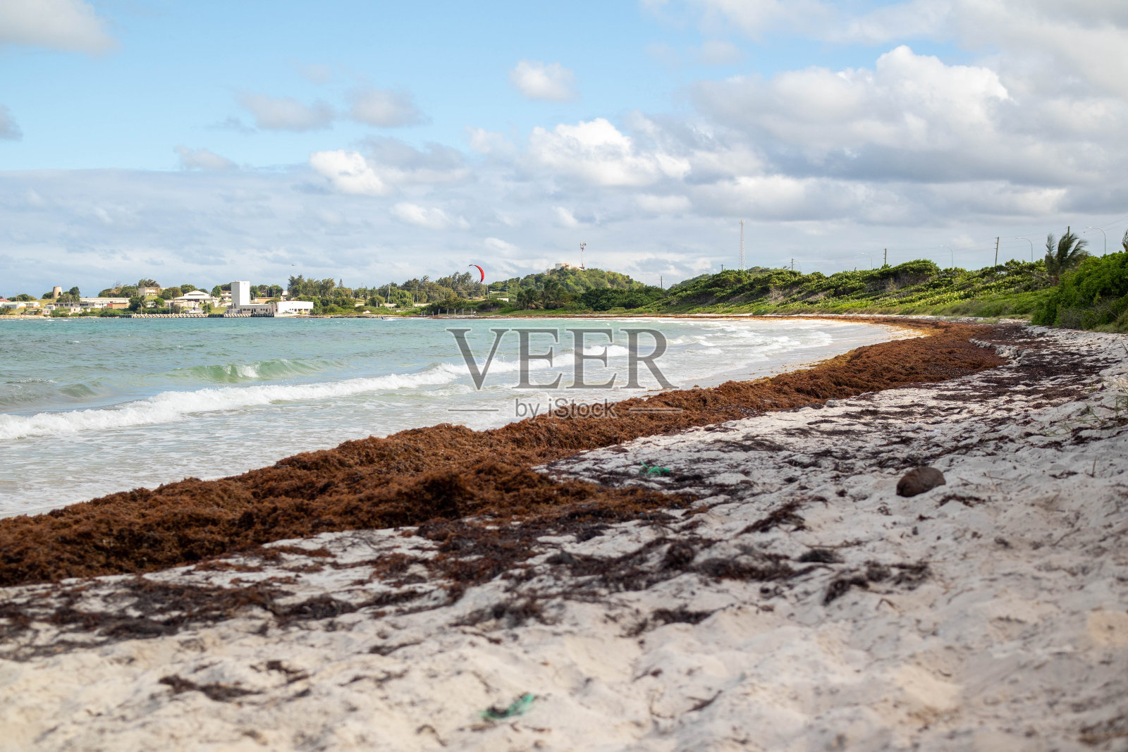 马尾藻海藻照片摄影图片
