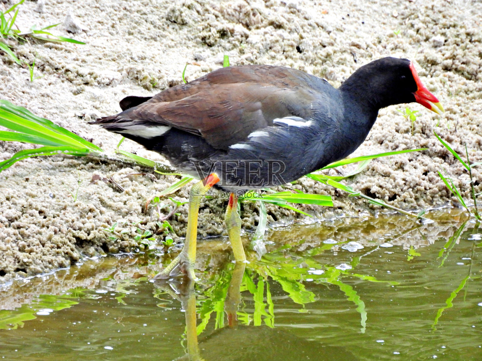 普通的鸡蛋花(Gallinula galeata) -在水边照片摄影图片
