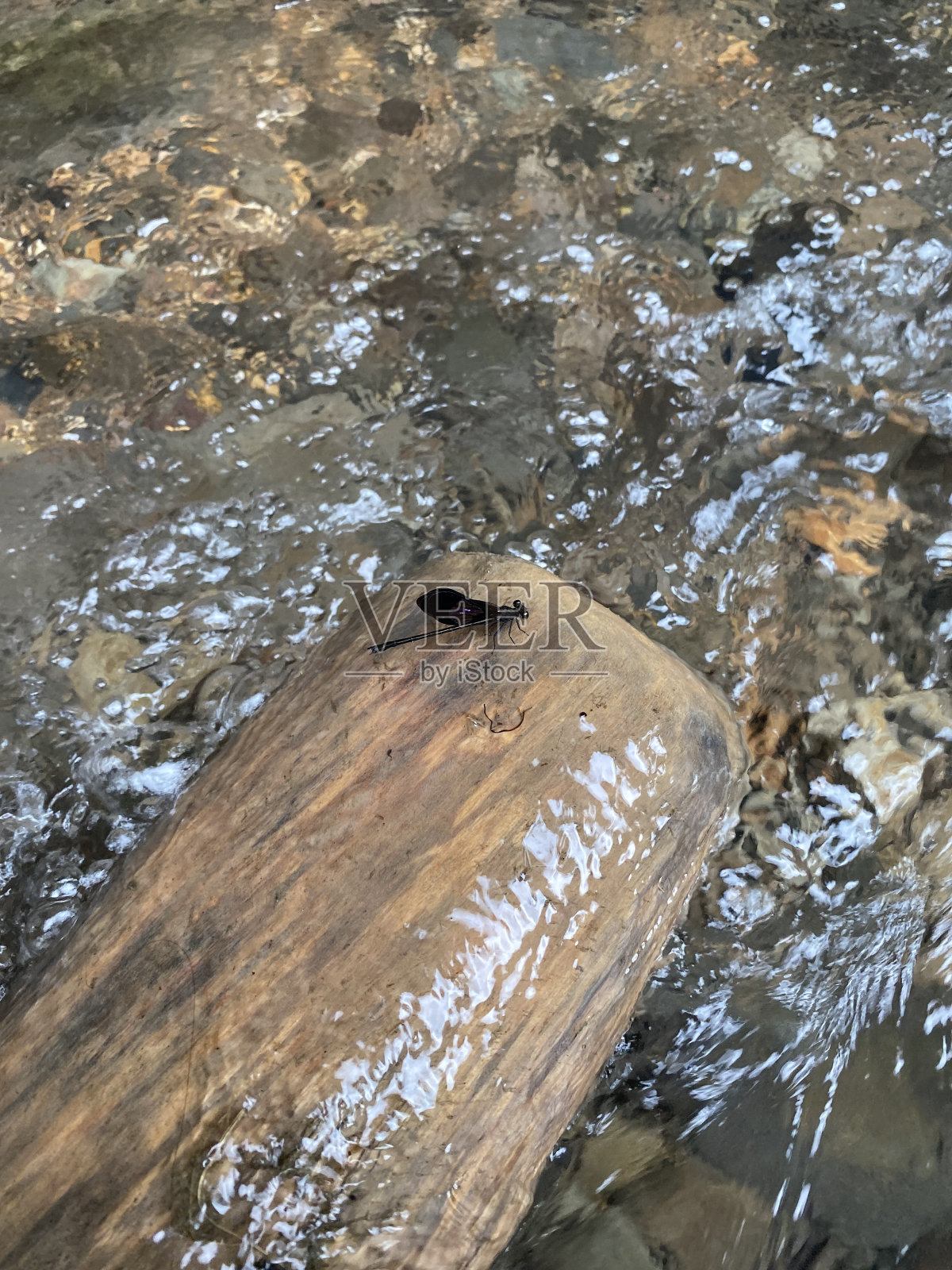黑色的虫子栖息在树林后面的流水上照片摄影图片