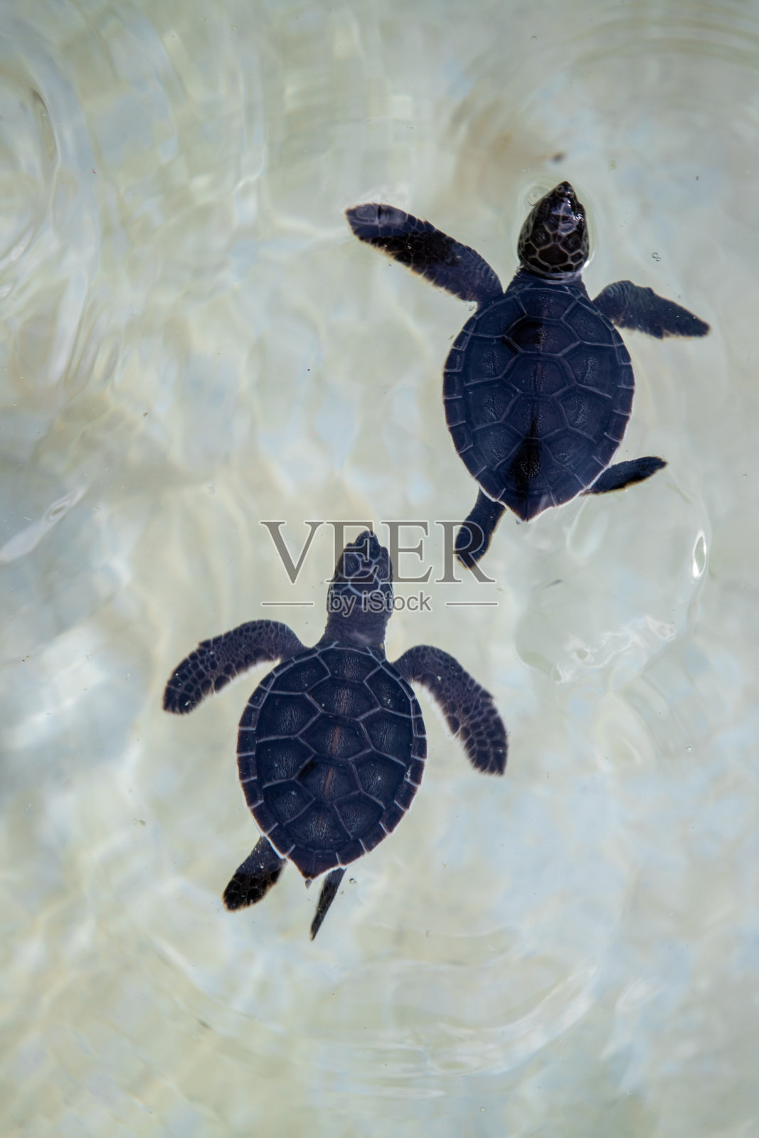 墨西哥金塔纳罗奥生态公园池塘里的小海龟照片摄影图片