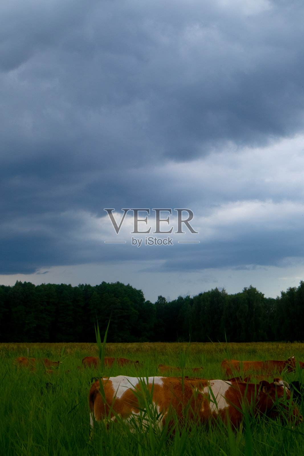 牛照片摄影图片