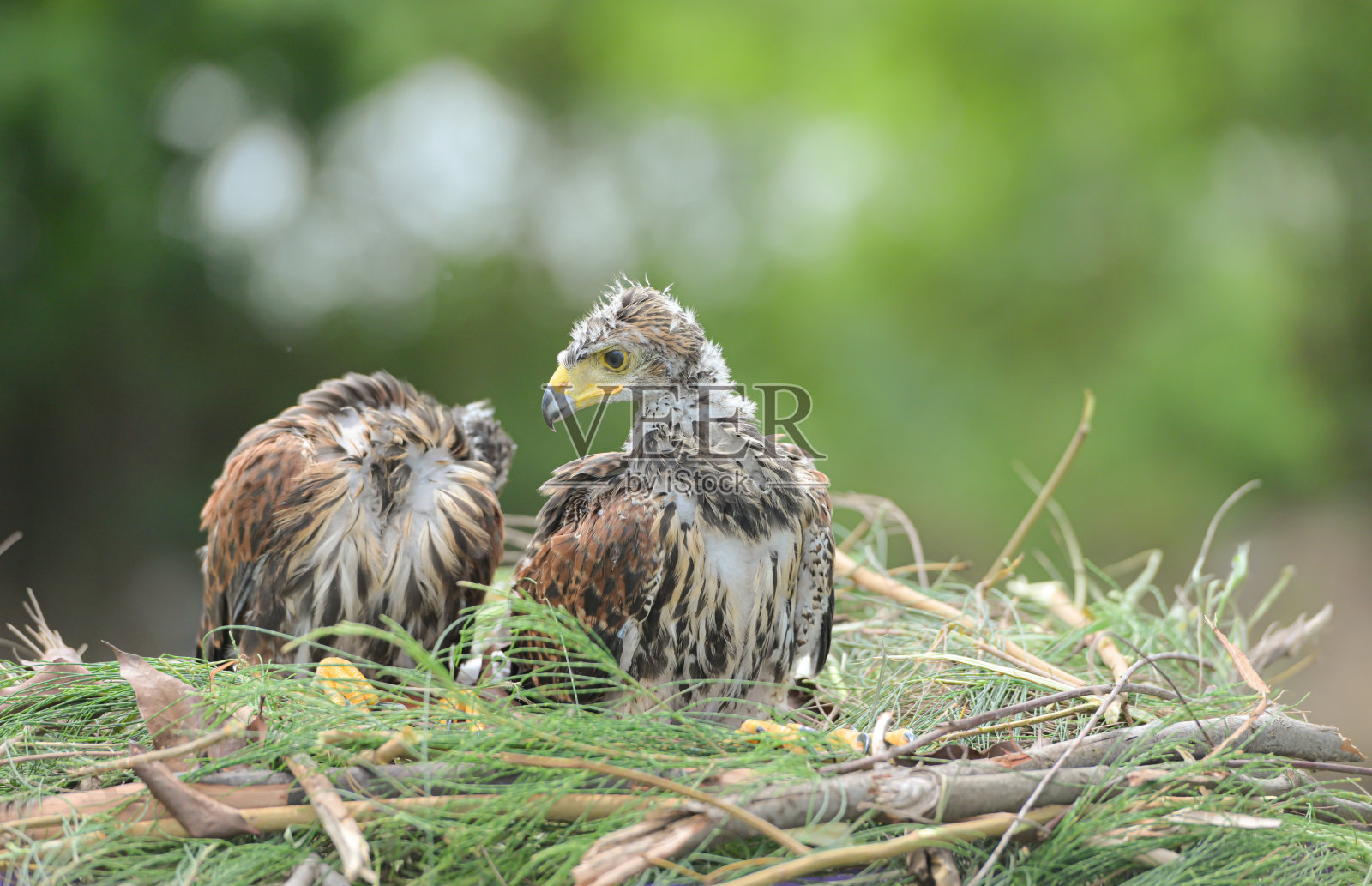 在鹰巢里，小哈里斯鹰正在休息照片摄影图片