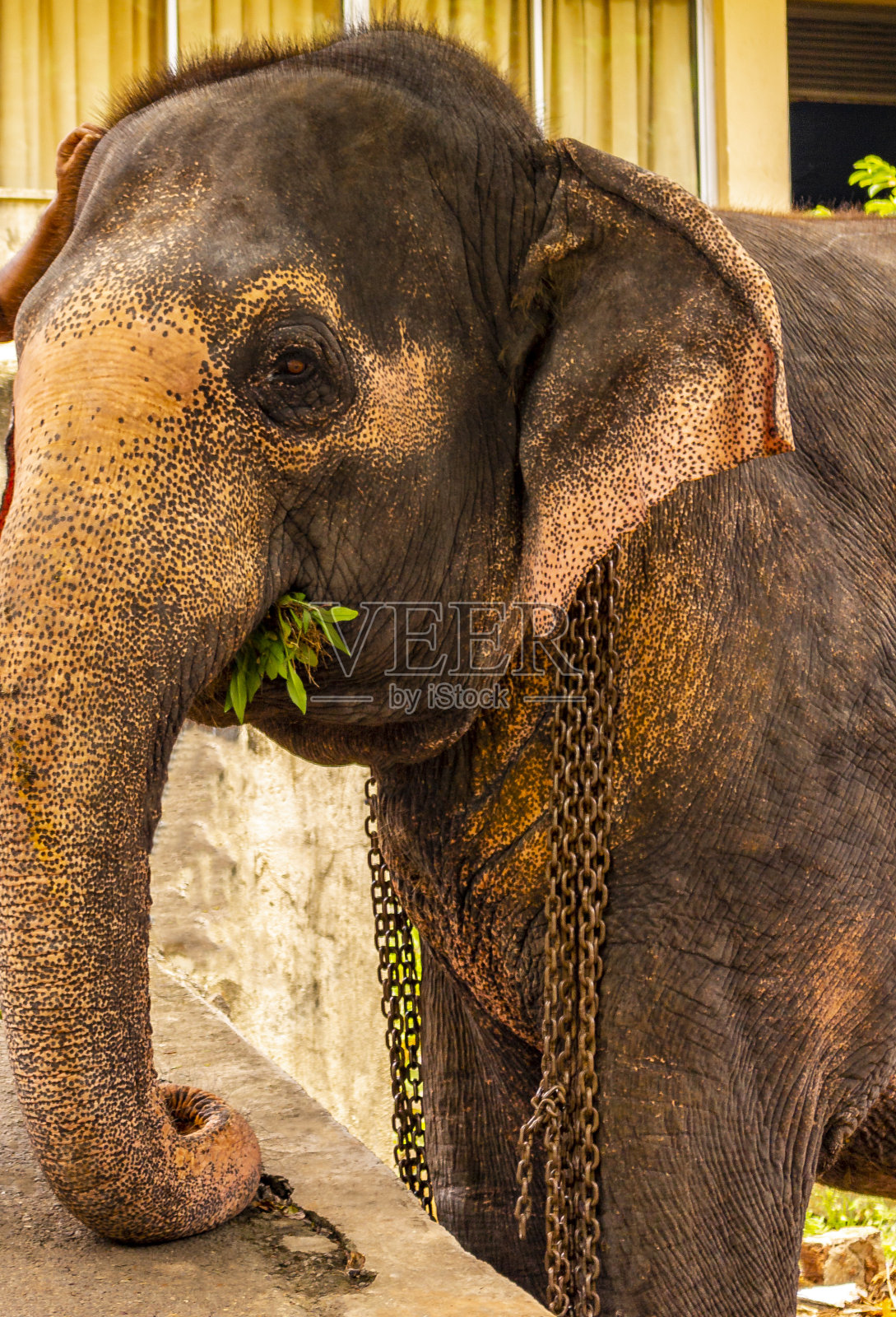 斯里兰卡寺庙大象斯里兰卡班托塔海滩的大象。照片摄影图片